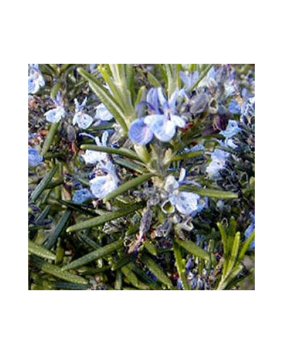 Romarin Aromatique Blue Winter - Vert