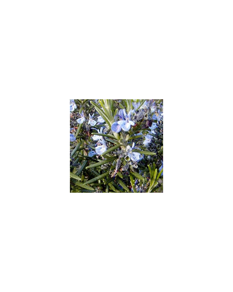 Romarin Aromatique Blue Winter - Vert