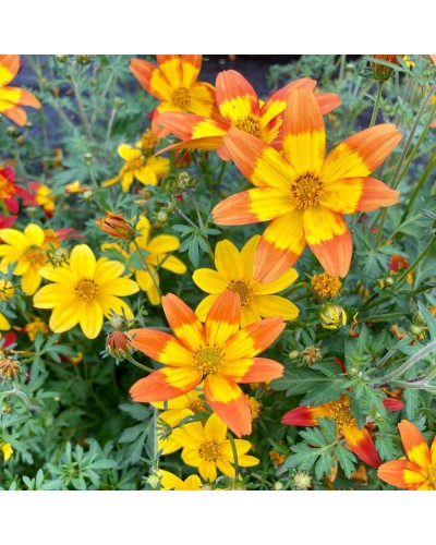 Bidens Annuelle Taka Tuka M centré - Orange et jaune