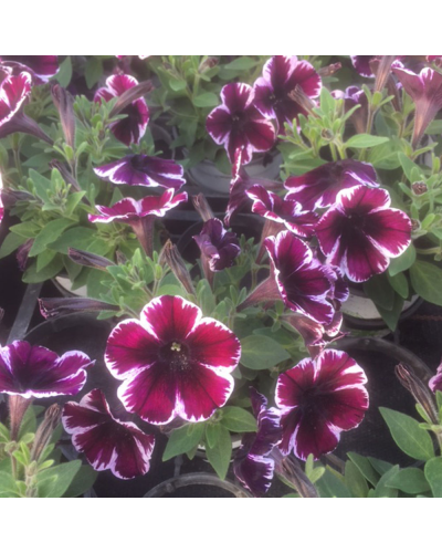 Surfinia Annuelle Sweetunia Miss Marvelous - Mauve