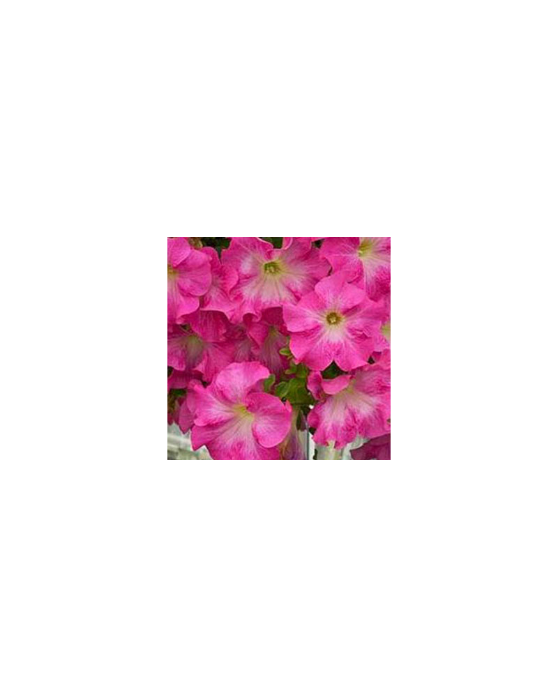 Surfinia Annuelle Cherry Blossom - Rose