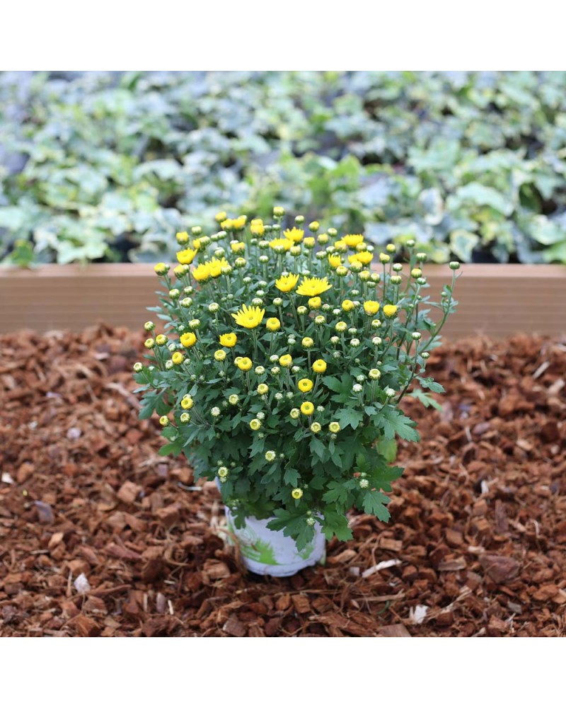 Chrysanthème des fleuristes Annuelle Chrysanthème Compact - Jaune