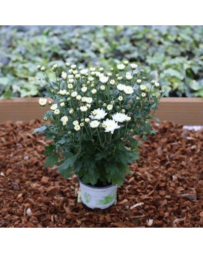 Chrysanthème des fleuristes Annuelle Chrysanthème Compact - Blanc