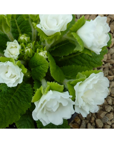 Primevère Bisannuelle Des jardins - Blanc