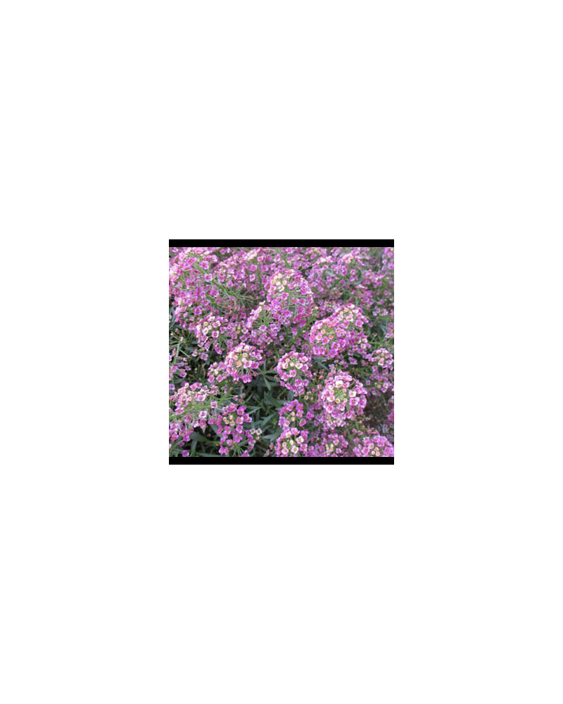Corbeille d'or Annuelle Stream Raspberry - Rose
