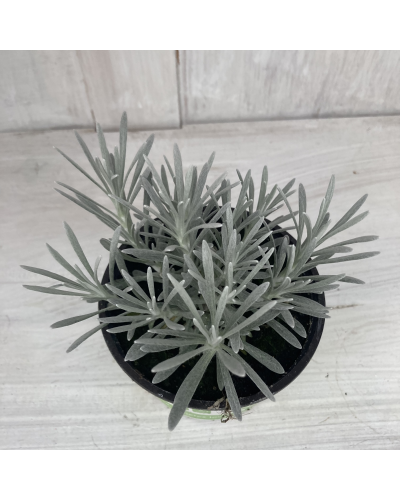 Helichrysum Annuelle Weisses Wunder - Jaune