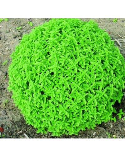 Basilic Aromatique Herbalea Green Ball - Vert