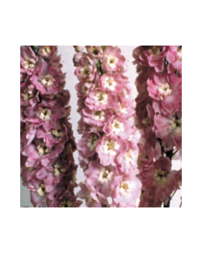 Pied d'alouette Vivace Magic Fontains - Rose et Blanc