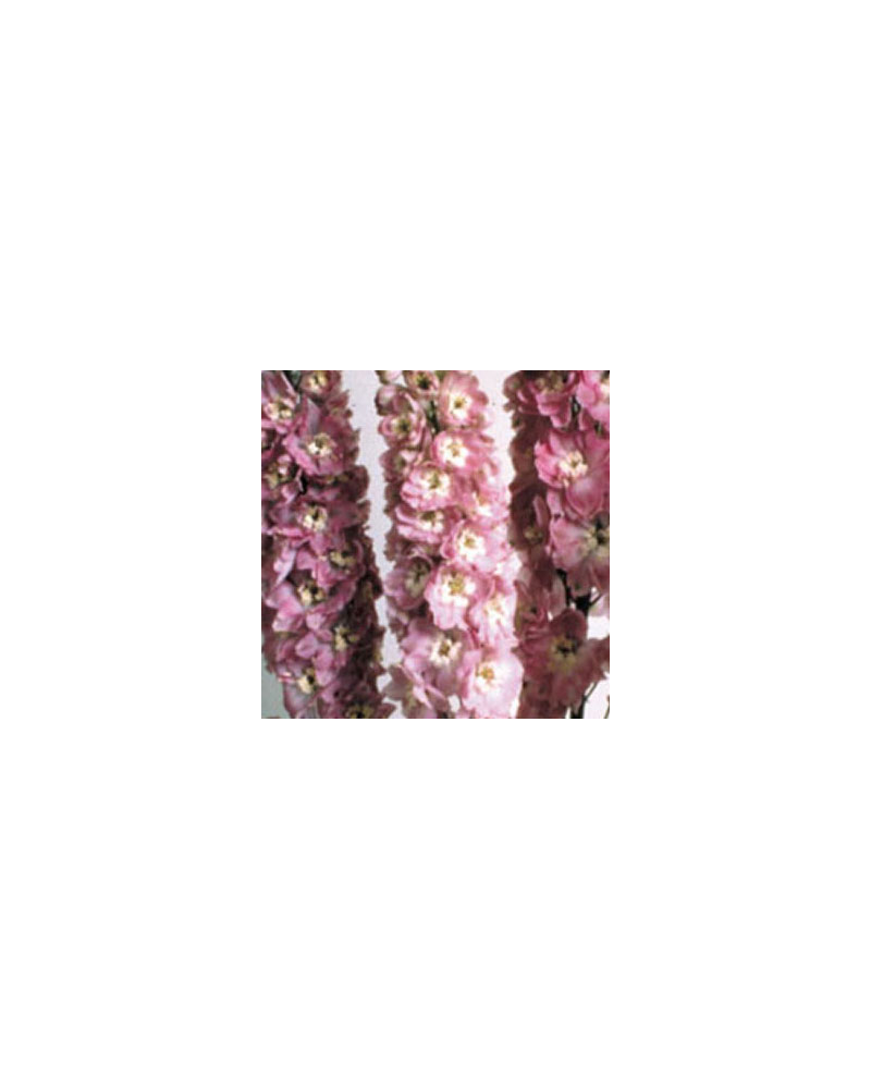 Pied d'alouette Vivace Magic Fontains - Rose et Blanc