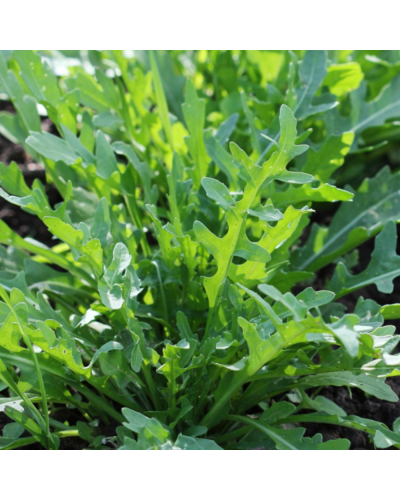 Roquette sauvage Aromatique Grazia - Vert