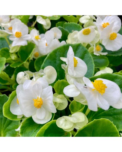 Begonia Massif Annuelle Mascotte Improved - Blanc