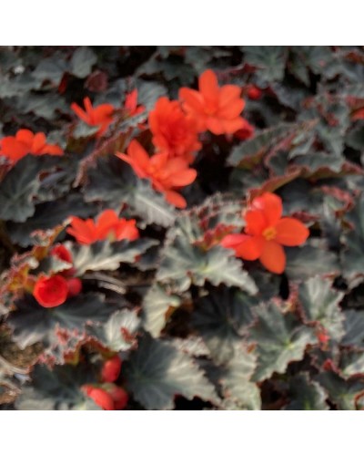 Begonia Pendula Annuelle I conia Portofino Coral - Rouge