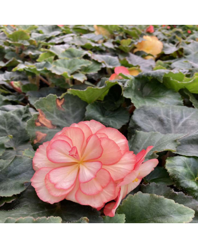 Begonia Tubereux Annuelle Cameleon Cream - Rose