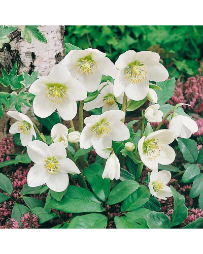 Rose de Noêl Vivace Niger - Blanc