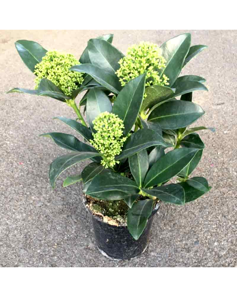 Skimmia Arbustif Japonica - Blanc