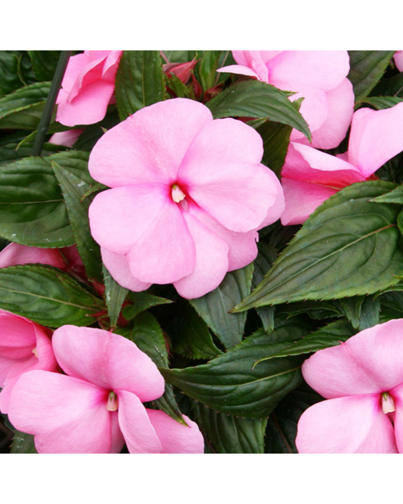 Impatience de Nouvelle Guinée Annuelle Sonic