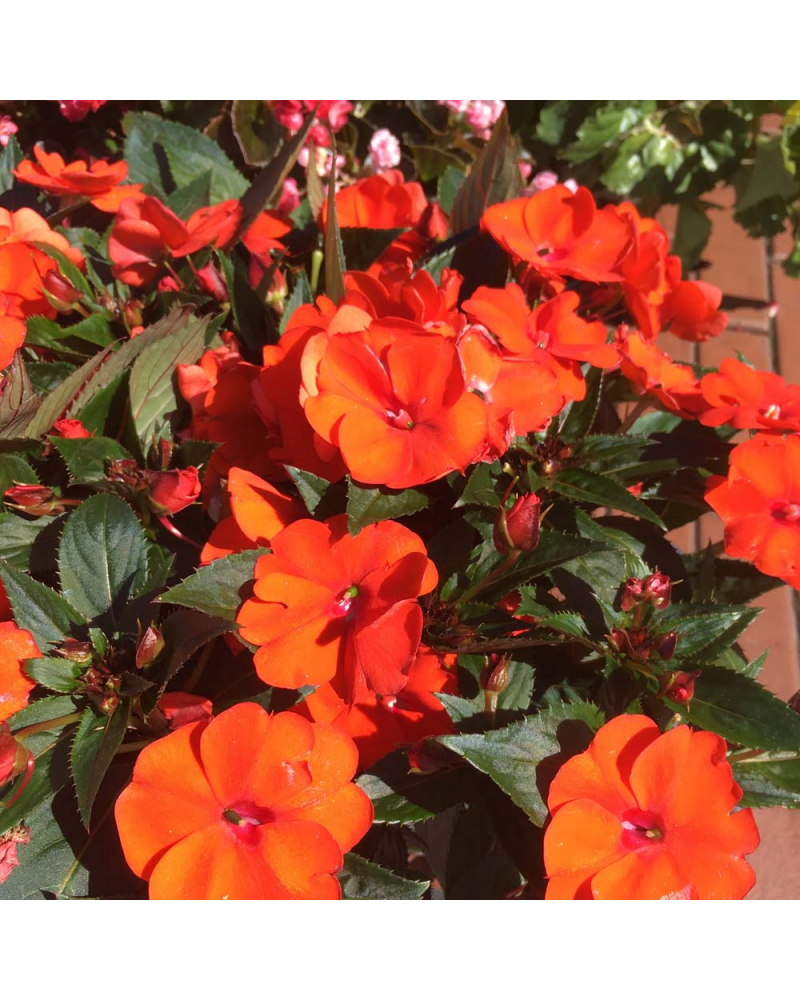 Impatience de Nouvelle Guinée Annuelle Sonic - Orange | Jardinao.com