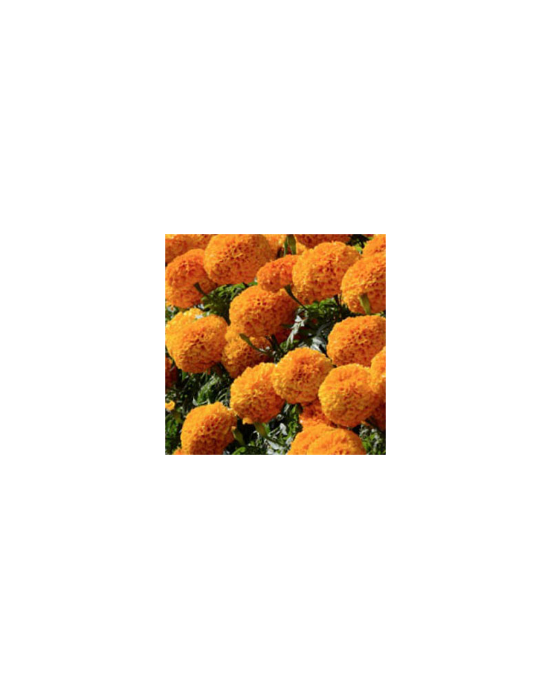 Rose d'inde Annuelle Perfection - Orange