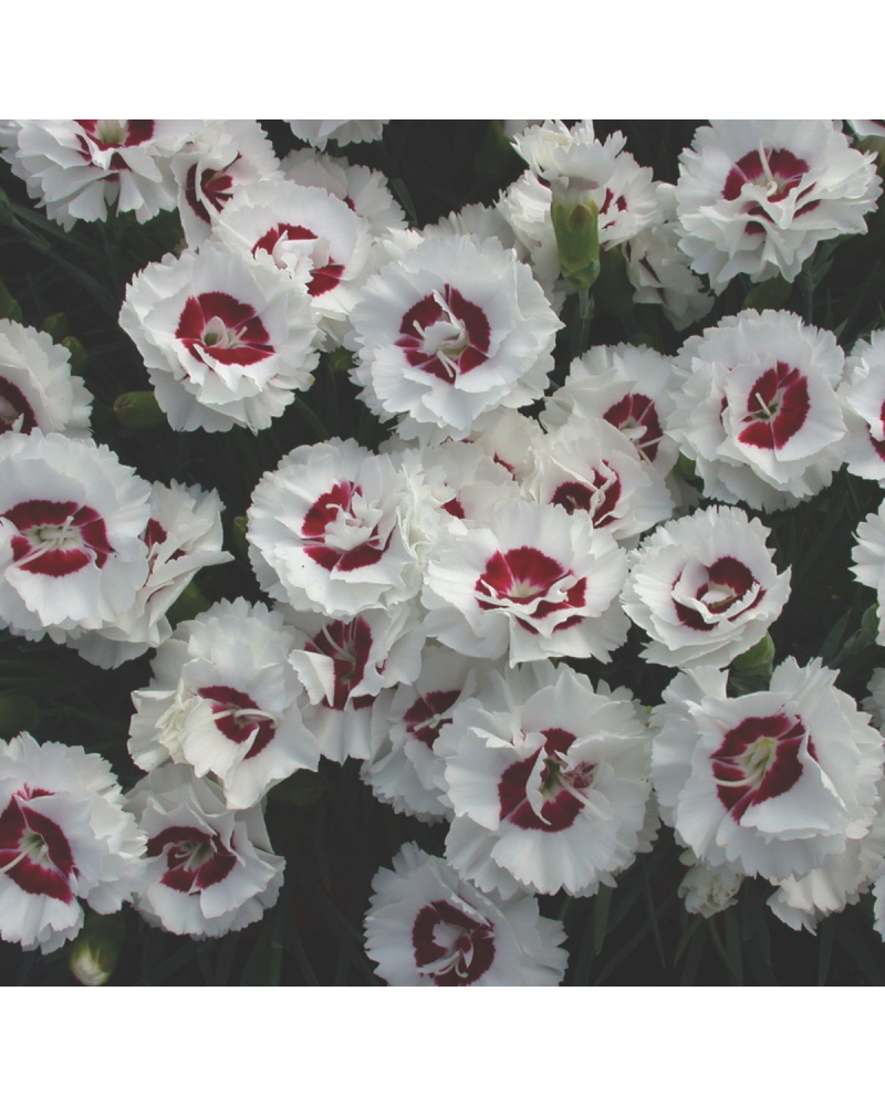 Œillet Dianthus Vivace Coconut Sundae - Rouge