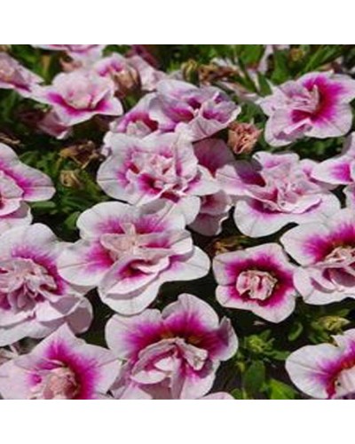 Calibrachoa Annuelle Uno Double Pinktastic - Rose