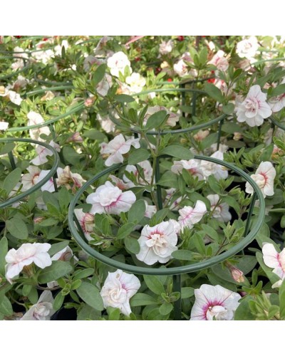 Calibrachoa Annuelle Uno Double - Blanc et rose