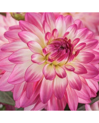 Dahlia dahlietta Annuelle Sincerity - Rose