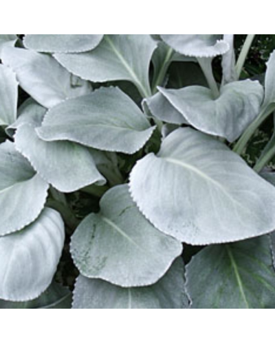 Senecio Vivace Angel Wings - Blanc