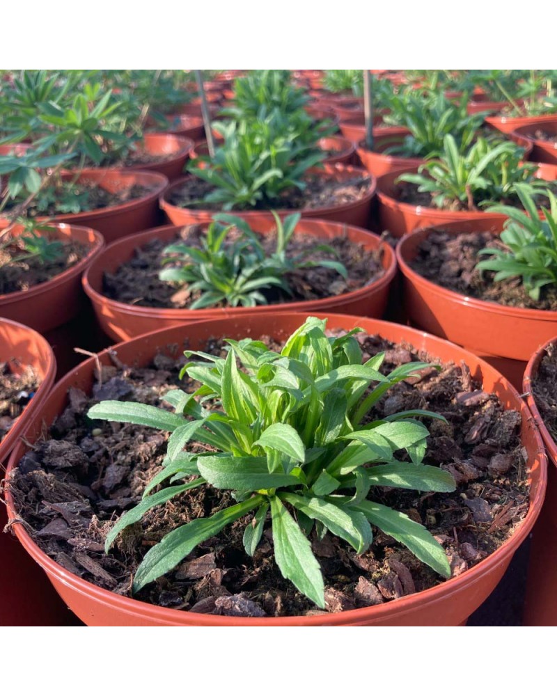 Solidago Vivace Canadensis Little Lemon - Jaune