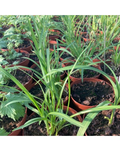 Agapanthus Amaryllidacées Vivace Africanus Silver Baby - Bleu