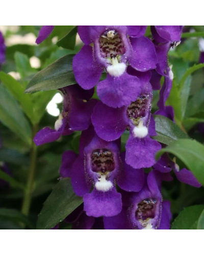 Angélonia à feuilles étroites Vivace Aria Alta - Violet