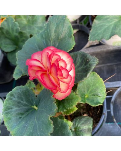 Begonia Tubereux Annuelle Cameleon Cream - Rose