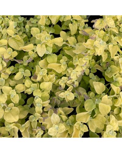 Helichrysum Annuelle Gold Leaf - Jaune