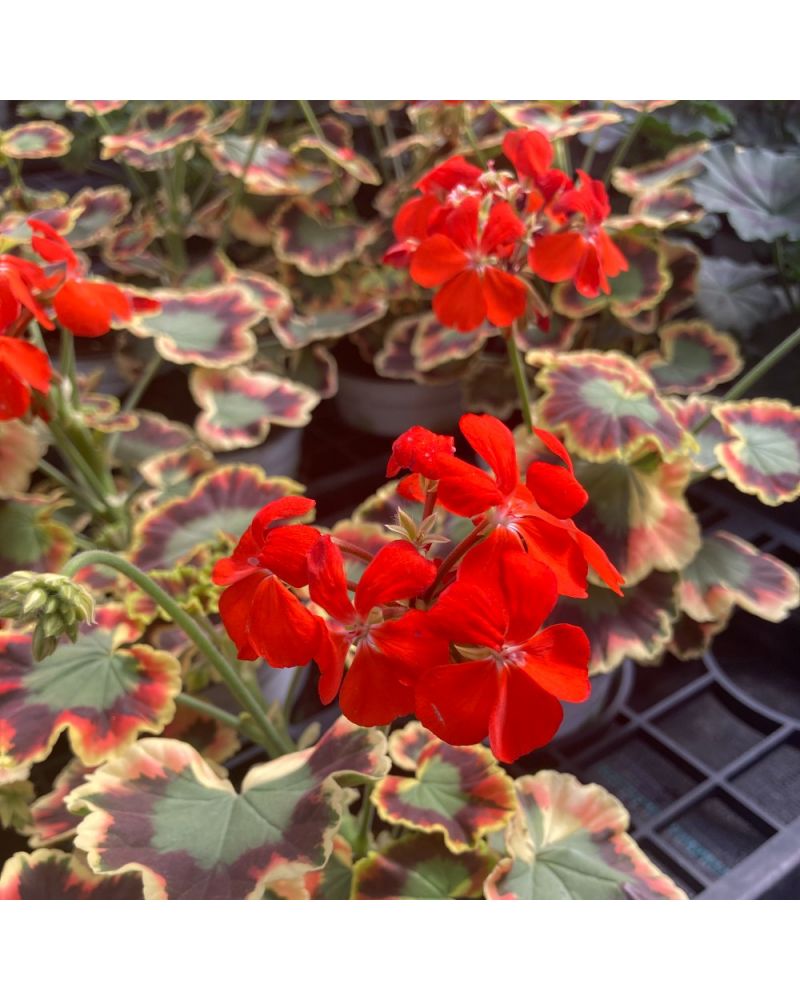 Géranium Droit Annuelle Mrs Pollock Rouge
