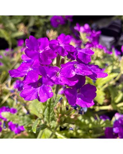 Verveine retombante Annuelle Veinosa Profond Lilac - Bleu