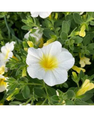 Calibrachoa Annuelle Callie - Blanc