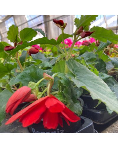 Begonia summerwing rouge fonce