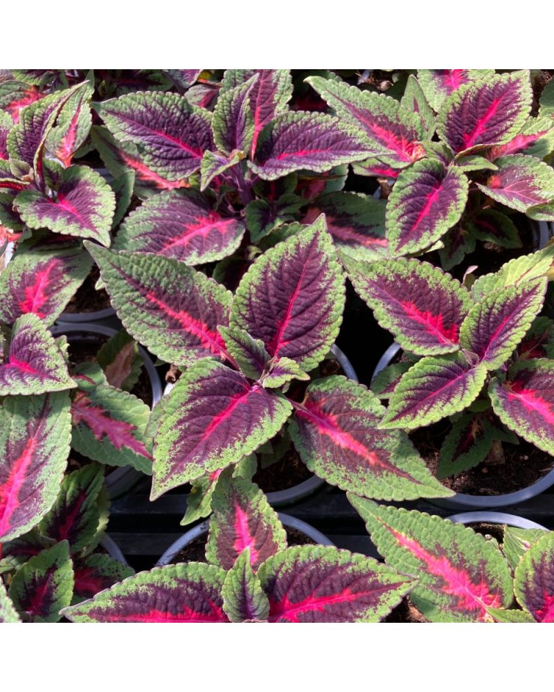 Coleus Solenostemon Fifth Avenue