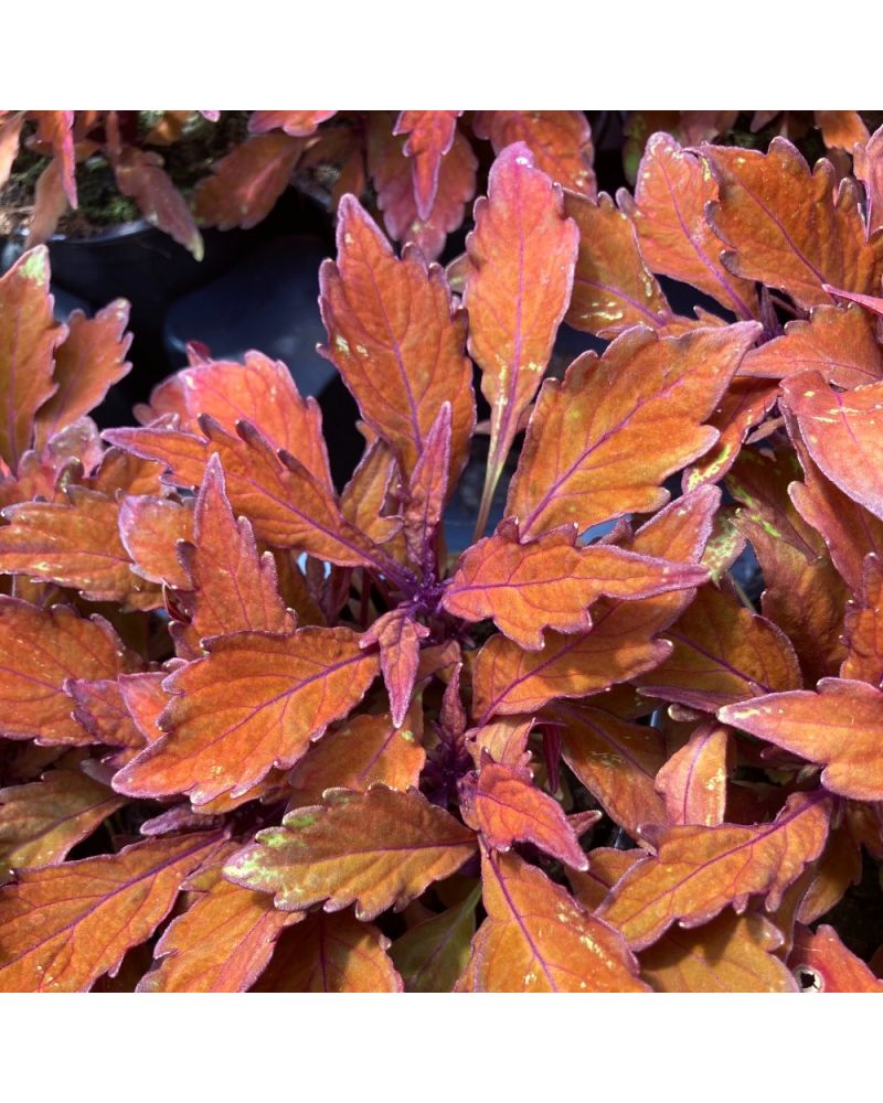 Coleus Solenostemon Wall Street