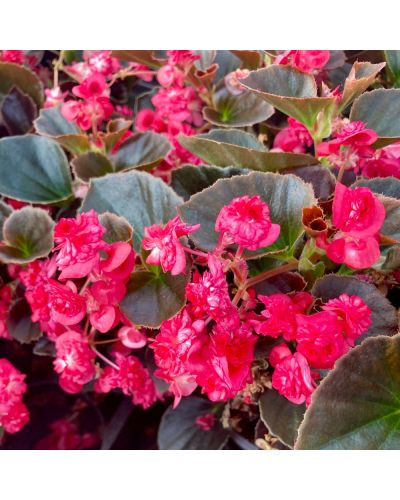 Begonia doublet rouge a feuille fonce