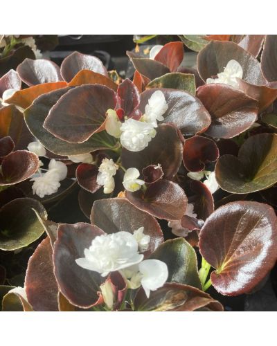 Begonia double gumdrop blanc
