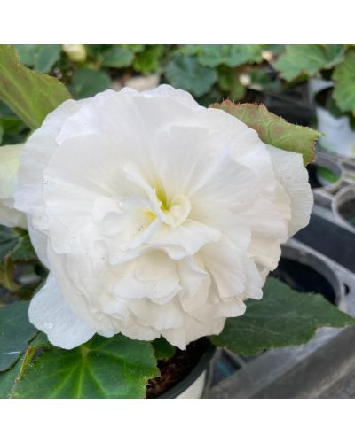 Begonia Tubereux Nonstop blanc