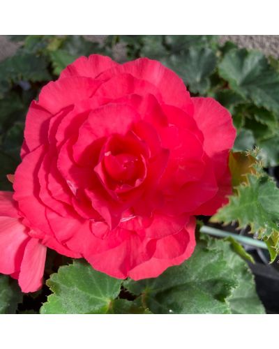 Begonia Tubereux Annuelle Swing Pink Shades - Rose