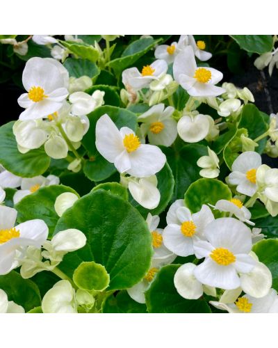 Begonia Massif Annuelle Mascotte Improved - Blanc