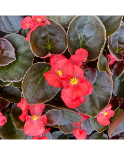 Begonia Massif Annuelle Mascotte Improved - Rouge