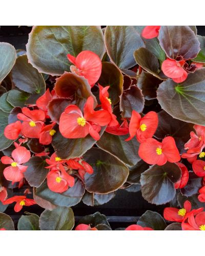 Begonia Massif Annuelle Mascotte Improved - Rouge