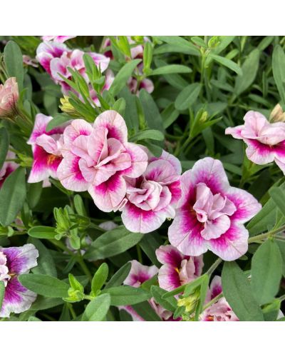 Calibrachoa Annuelle Uno Double Pinktastic - Rose