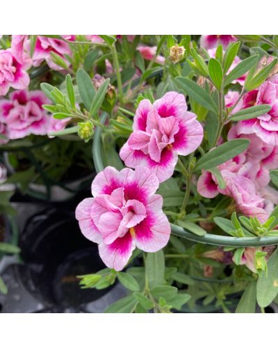 Calibrachoa Annuelle Uno Double Pinktastic - Rose