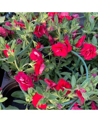 Calibrachoa Annuelle Neo Fleur Double - Rouge foncé