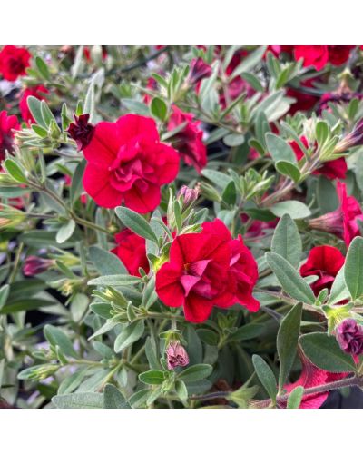 Calibrachoa Annuelle Neo Fleur Double - Rouge foncé