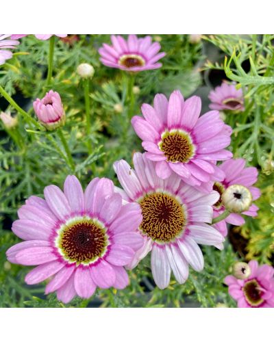 Marguerite Vivace Anthemis Molimba M - Rose